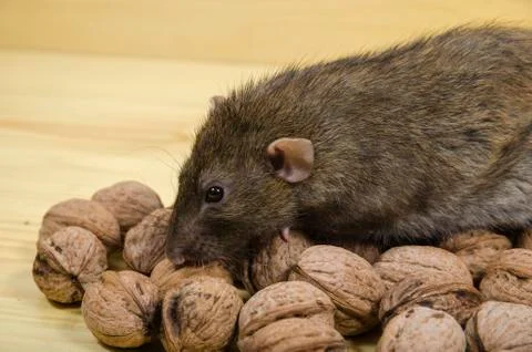Rat and nuts. Stock Photos