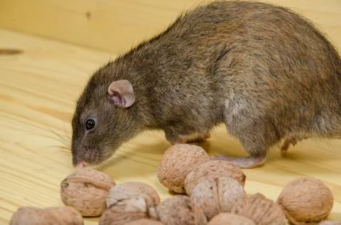 Rat and nuts. Stock Photos