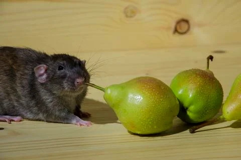 Rat and pears. Stock Photos