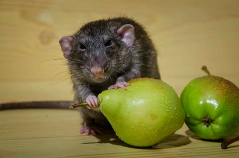 Rat and pears. Stock Photos