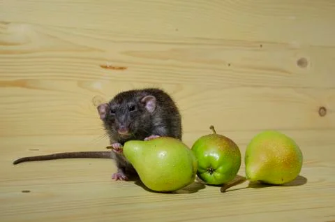 Rat and pears. Stock Photos