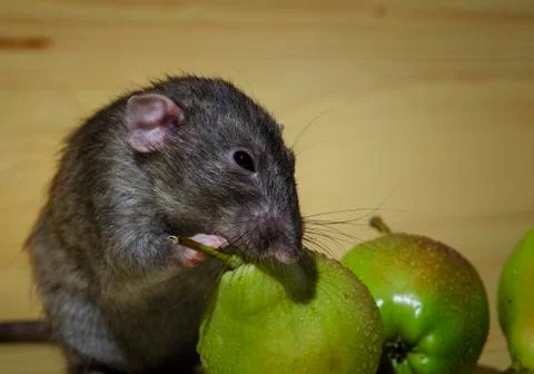 Rat and pears. Stock Photos
