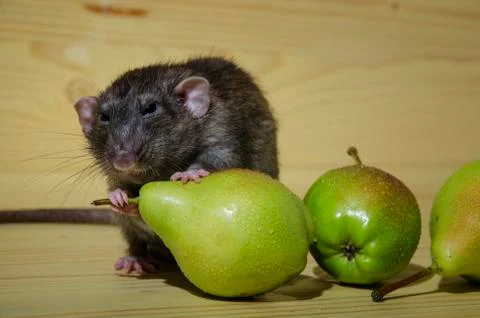 Rat and pears. Stock Photos