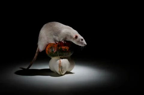 Rat and pumpkin. Stock Photos