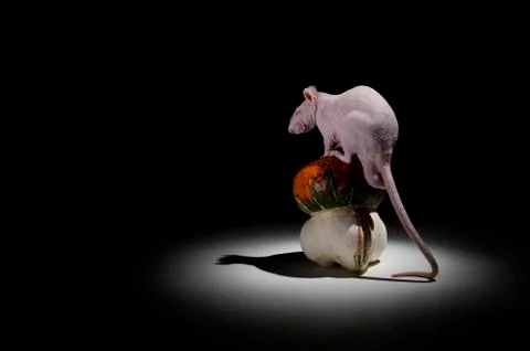 Rat and pumpkin. Stock Photos