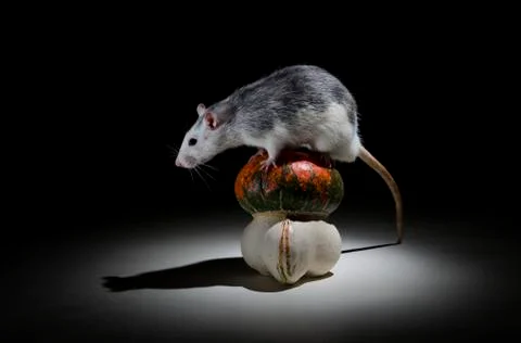 Rat and pumpkin. Stock Photos