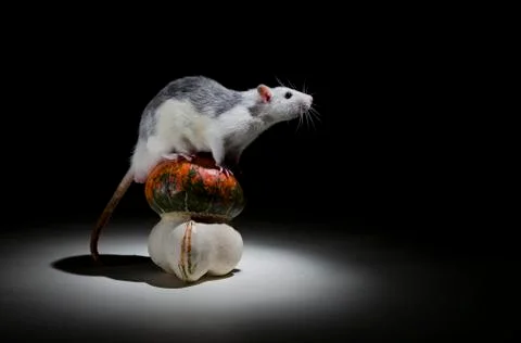 Rat and pumpkin. Stock Photos