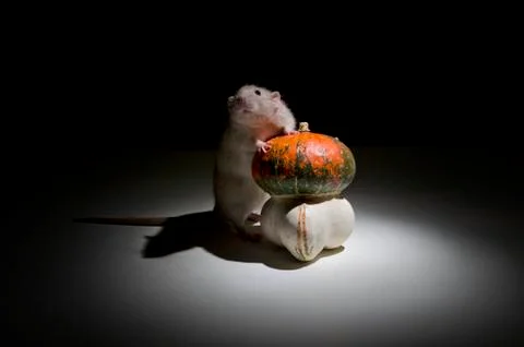 Rat and pumpkin. Stock Photos