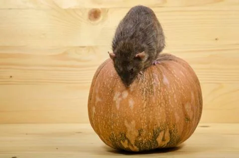 Rat and a pumpkin. Stock Photos