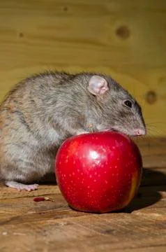 Rat and a red apple. Stock Photos