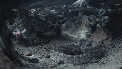 Rat and snake in a burrow in the desert Stock Footage 271729923