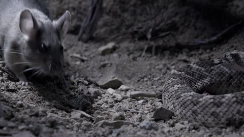 Rat and snake in a burrow in the desert Stock Footage 271729951