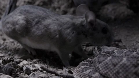 Rat and snake in a burrow in the desert Stock Footage 271729953