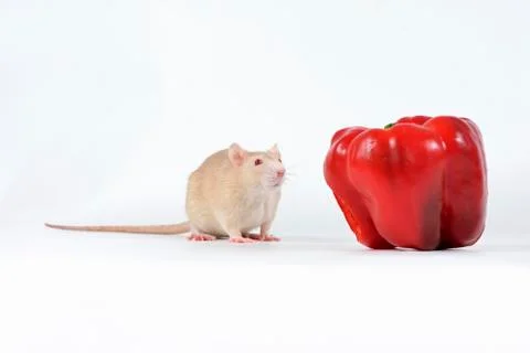 Rat and vegetables. Stock Photos