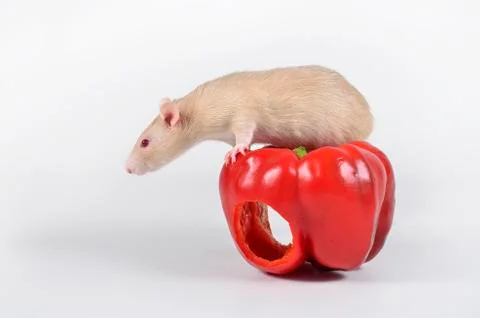 Rat and vegetables. Stock Photos