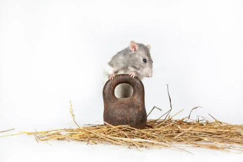 Rat And Weight Stock Photos