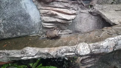 Rat Animal Stock Footage 171232621