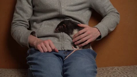 Rat is in the arms of the owner. Stock Footage 260819832