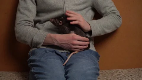 Rat is in the arms of the owner. Stock Footage 260819833