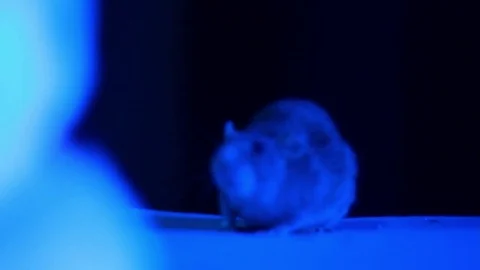 Rat on the bed Stock Footage 72669335