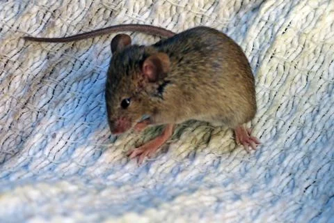 Rat on bed. Stock Photos