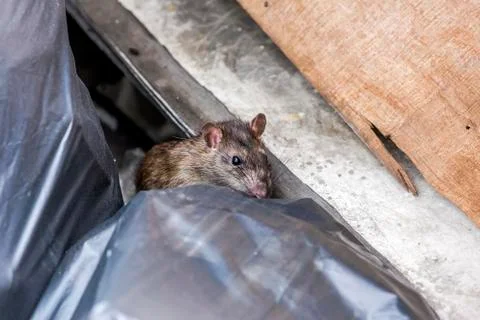 A rat behind the garbage bag. selective focus Stock Photos