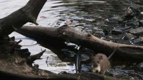 Rat with Big Breadcrumbs Next to Pond, Gathering Food for Winter, Tracking shot Stock Footage 220920296