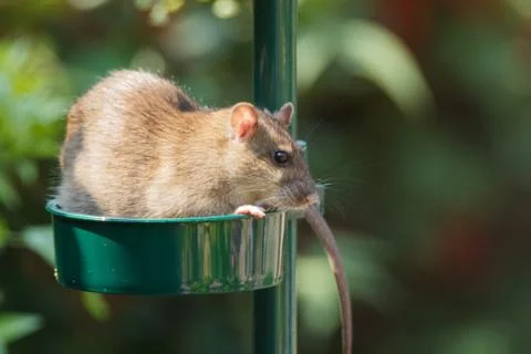 A rat in a bird feeder Stock Photos