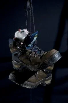 Rat in a boot. Stock Photos