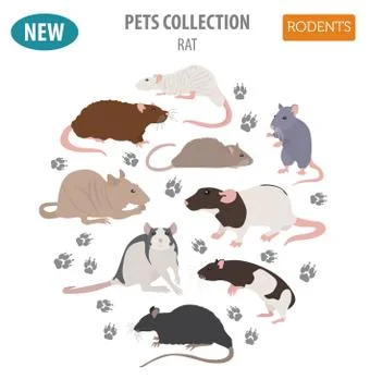 Rat breeds icon set flat style isolated on white. Pet rodents collection. C.. Stock Illustration
