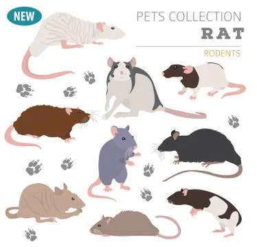 Rat breeds icon set flat style isolated on white. Pet rodents collection. C.. Stock Illustration