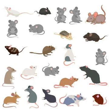 Rat breeds icon set flat style isolated on white Stock Illustration