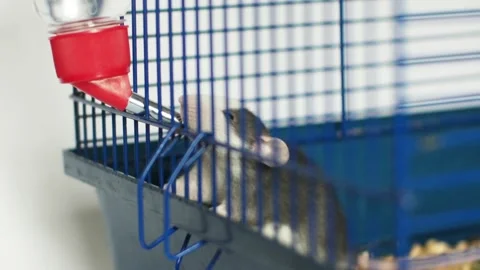 Rat in the cage drinks water Stock Footage 106292512