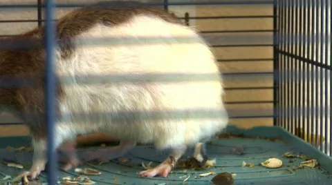 Rat in a cage eating close up Stock-Footage 92391