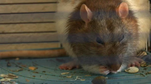 Rat in a cage eating Video stock 92389