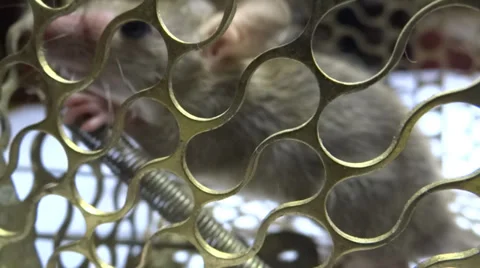The Rat in the cage Stock Footage 32430018