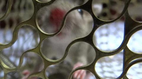 The Rat in the cage Stock Footage 32430033