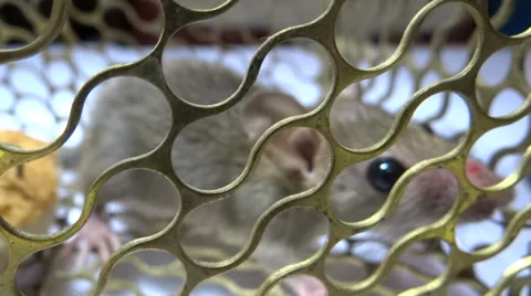 Rat in the cage Stock-Footage 32430232