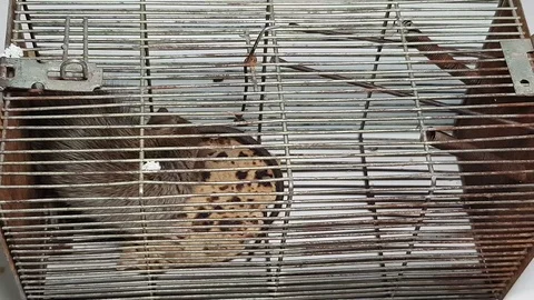 Rat in cage Stock-Footage 106851884
