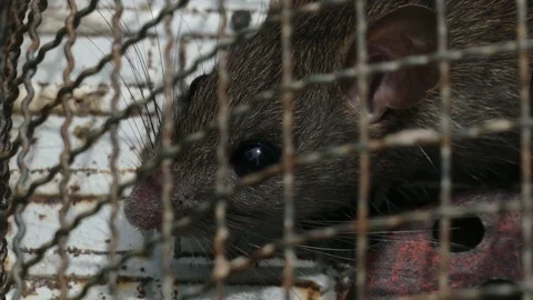Rat in cage looking at you Stock Footage 79639724