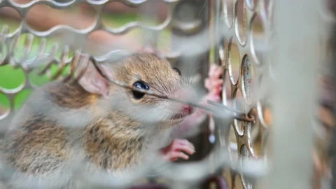 Rat in cage mousetrap Stock Footage 233484060