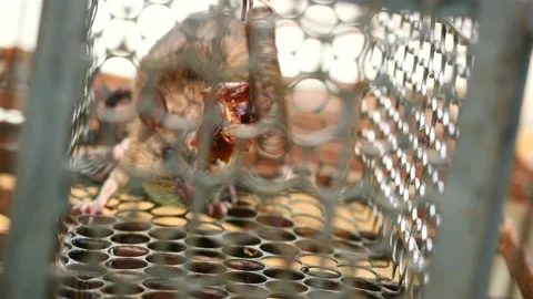 Rat in cage mousetrap Stock Footage 235763369