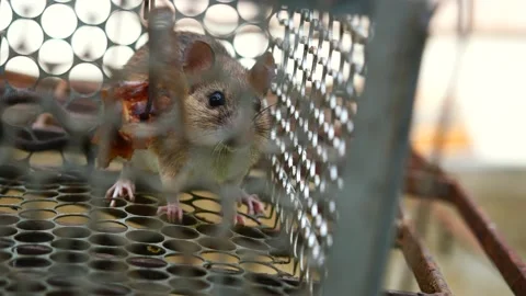 Rat in cage mousetrap Stock Footage 236350696