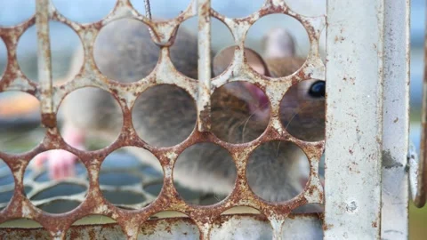 Rat in cage mousetrap Stock Footage 239604600