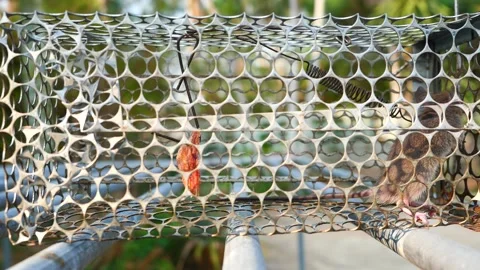 Rat in cage mousetrap Stock Footage 239604674
