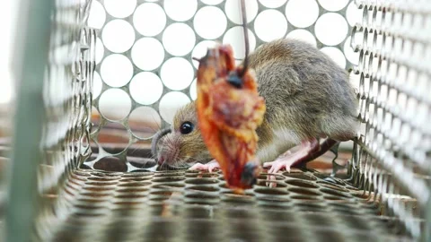 Rat in cage mousetrap on white background Stock Footage 233658584