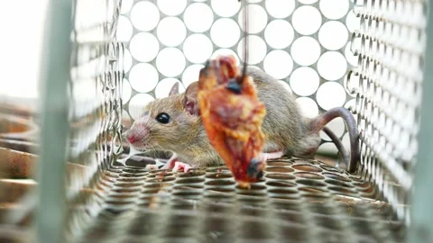 Rat in cage mousetrap on white background Stock Footage 233947546