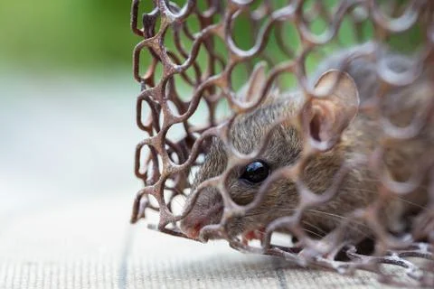 Rat in the cage Stock Photos