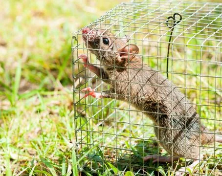 Rat in a cage trap Stock Photos
