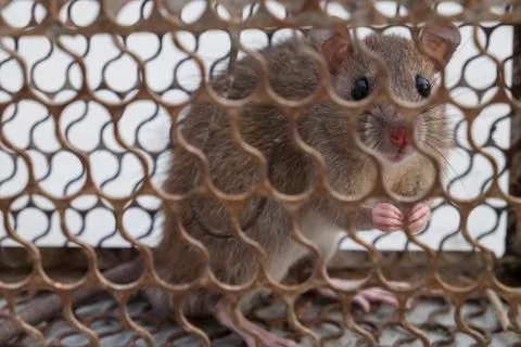Rat in a cage trap. Foto stock